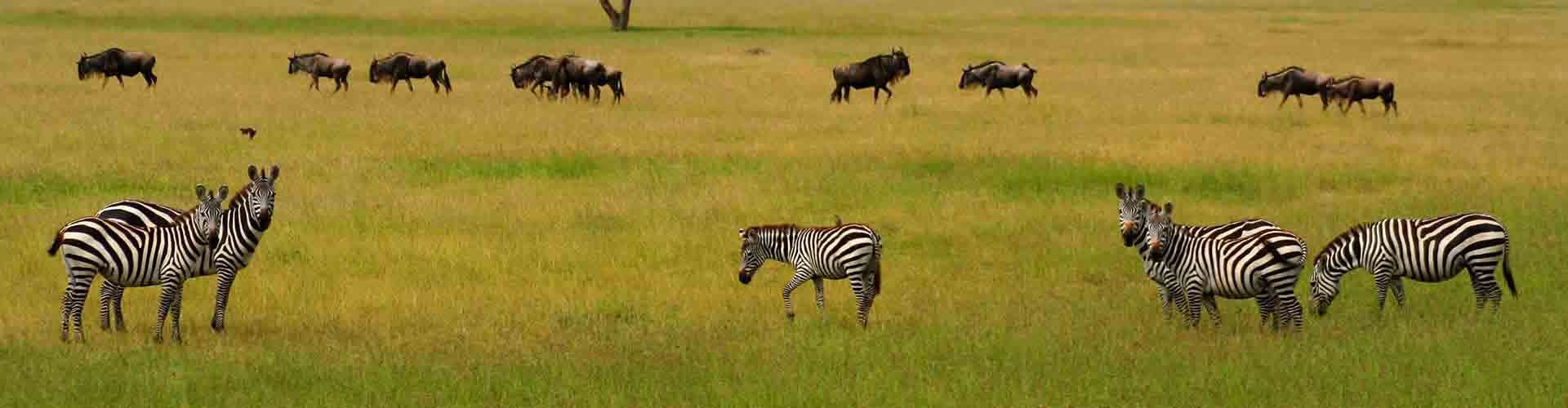 Out of Africa Experience